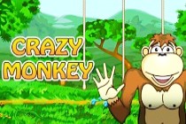 crazy monkey